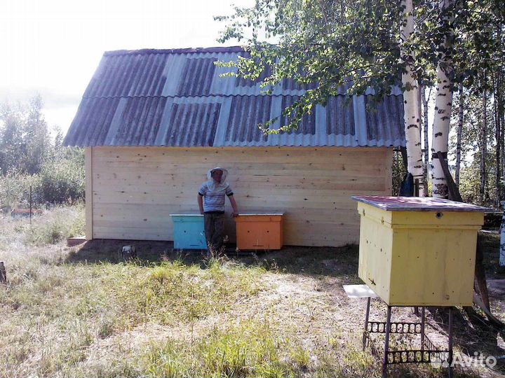 Продам пчел с ульями (пчелосемьи)