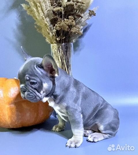 Голубые малыши французики