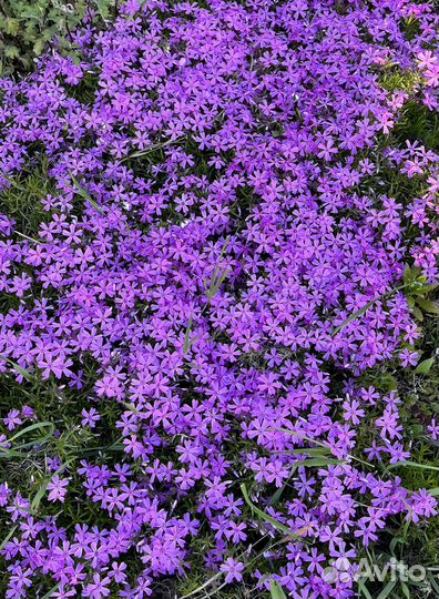 Флокс шиловидный