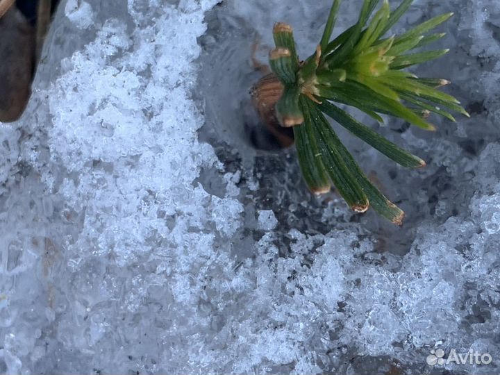 Кедр сибирский, европейский mix