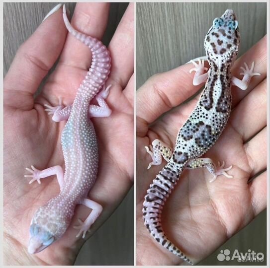 Эублефары
