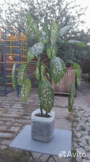 Диффенбахия