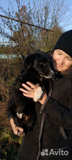 Собачка чёрная короткий хвостик