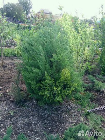 Сад, аварийные деревьев