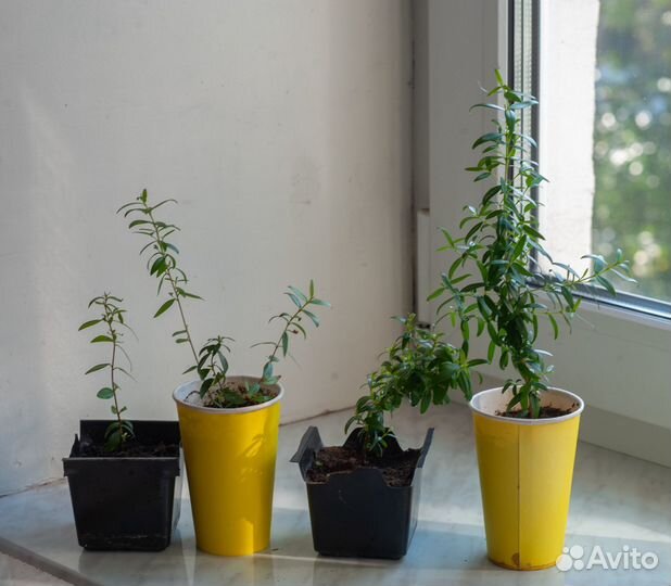 Комнатные цветы мирт