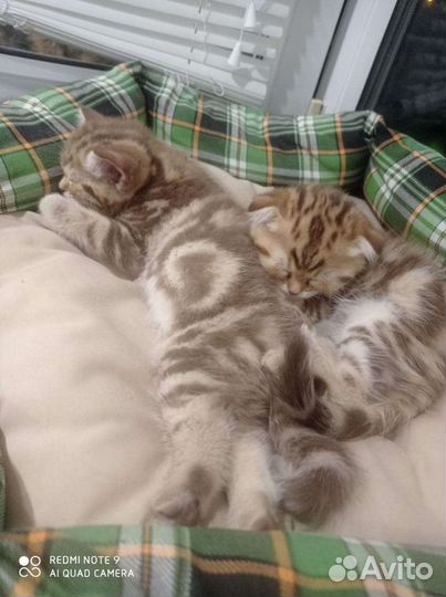 Вязка шотландский кот