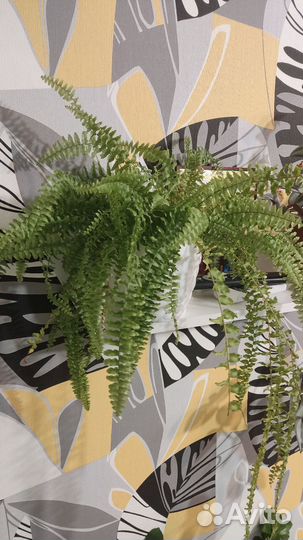 Папоротник