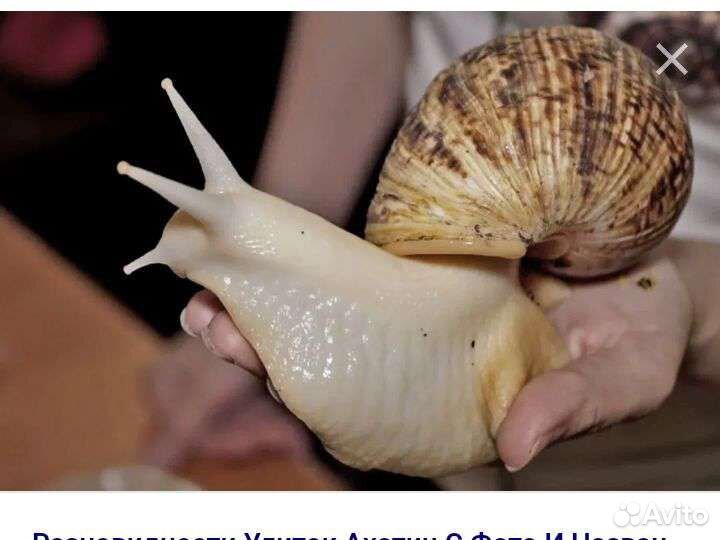 Улитки ахатины бесплатно