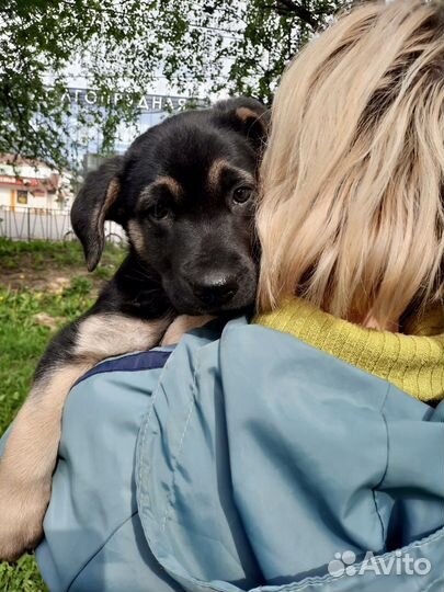 Щенок Юлианна в дар