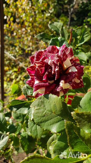 Саженцы, кустарники, рассада