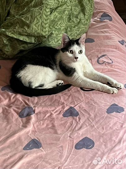 Кошка стерилизованная в добрые руки