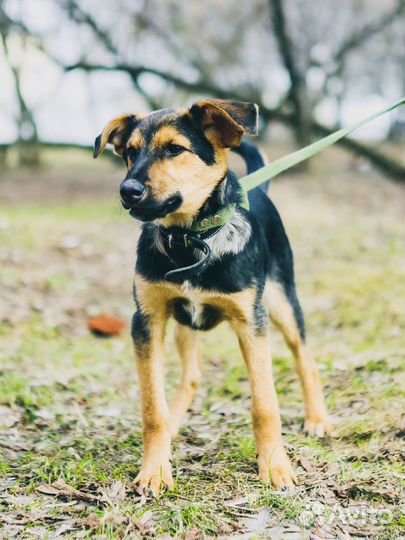 Флора ищет дом