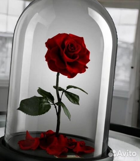Стабилизированная Роза в колбе на День учителя