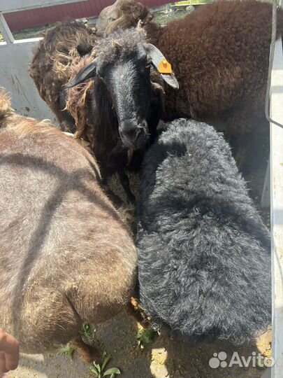 Овцы бараны