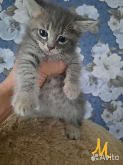 Котята бесплатно в добрые руки