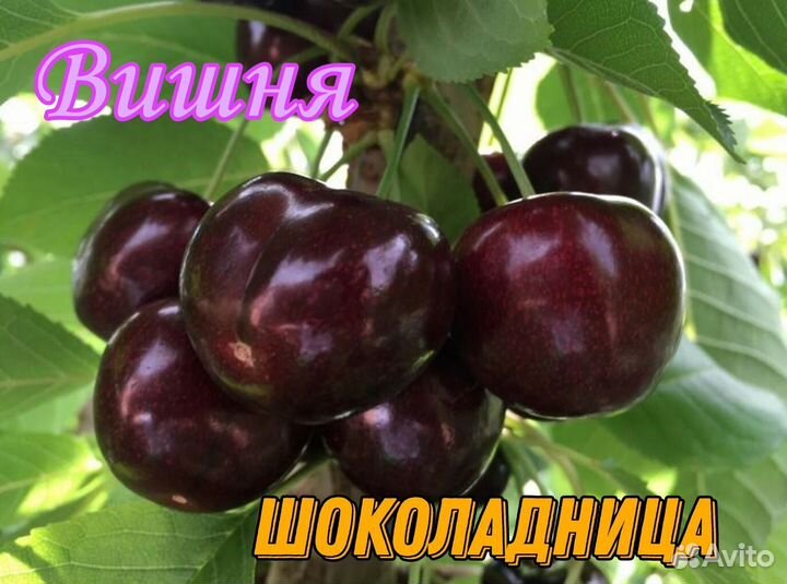 Саженцы вишни