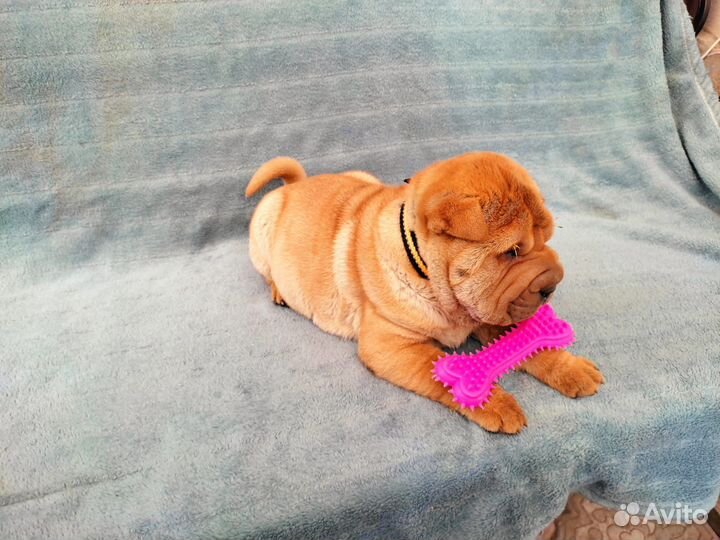 Собаки щенки шарпей