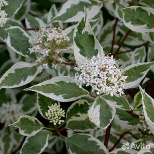 Дерен Белый Argenteomarginata