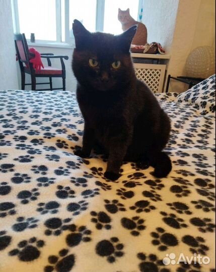 Кот в добрые руки