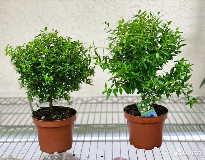 Миртовое дерево