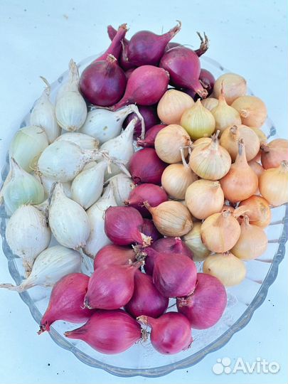 Лук севок штутгартер ризен, ред барон, стардаст