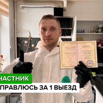 Дезинфекция. Уничтожение тараканов клопов