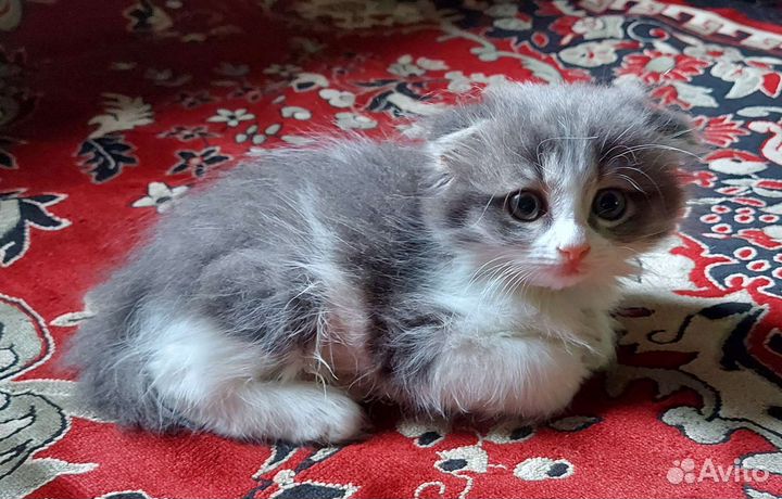 Отдам котенка в добрые руки