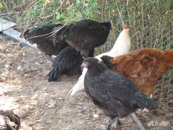Куры и петушки породы ухей илюй,брама,голошейные