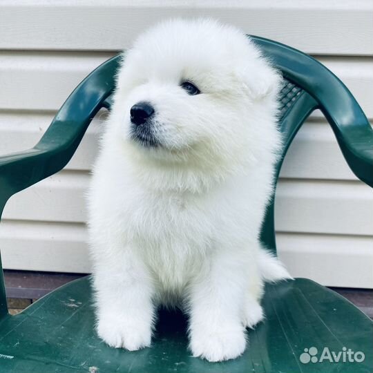 Малышки самоеды