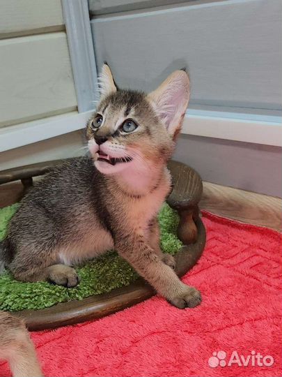 Кот чаузи ф1