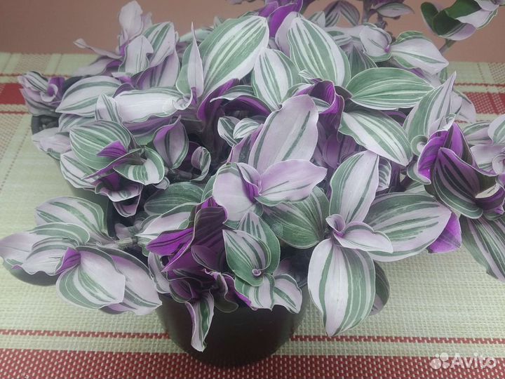 Традесканции