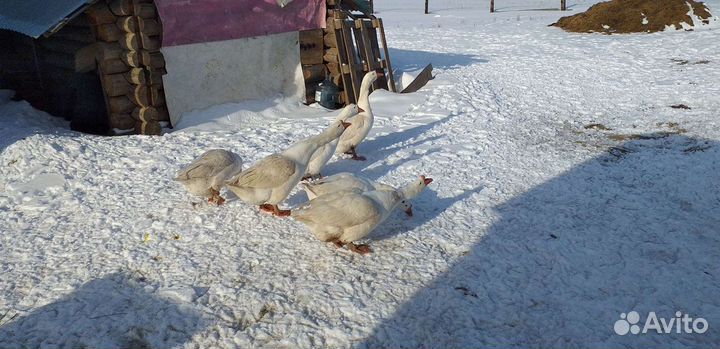 Гусинное яйцо