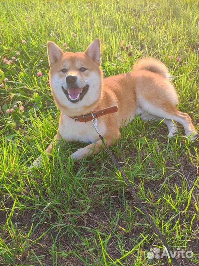 Сиба ину вязка бесплатно