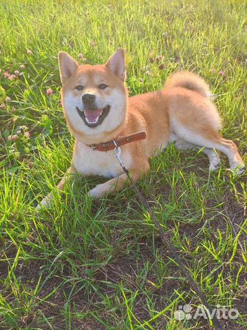 Сиба ину вязка бесплатно