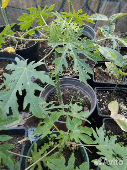 Папая, аннона