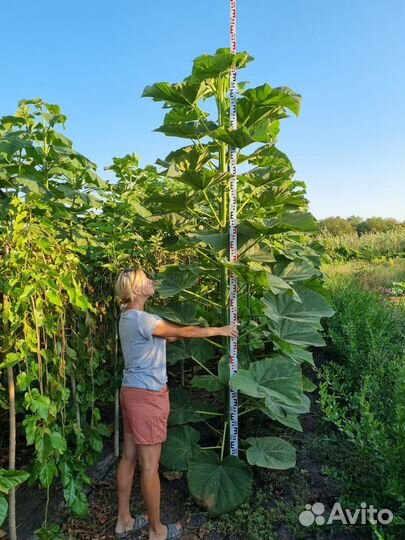 Павлония, Трапезунд, Жасмин, ива,черноплодка