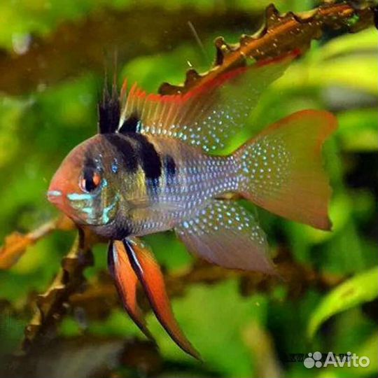 Апистограмма Рамирези вуалевая