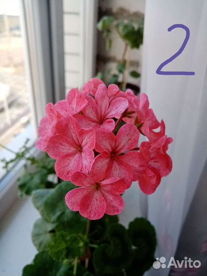Пеларгония герань