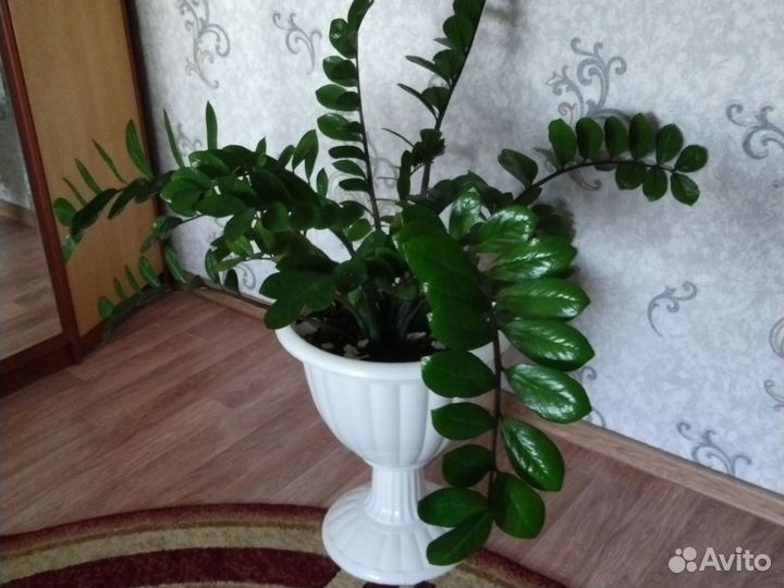 Замиокулькас