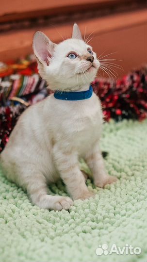 Бенгальские котята