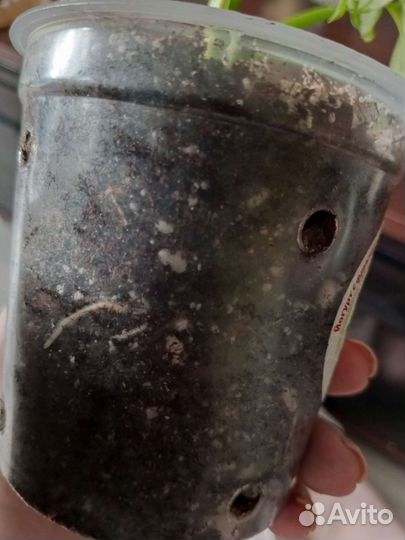 Монстера Манки Маск