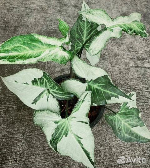 Сингониум Три Короля