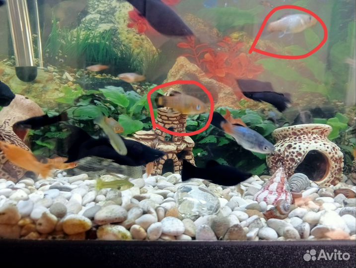 Мальки моллинезий