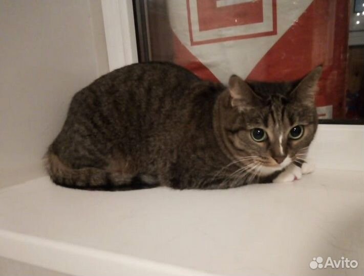 Феечка ищет дом