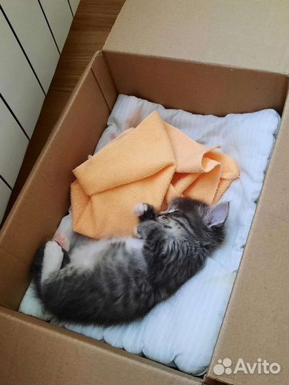 Котенок мальчик бесплатно