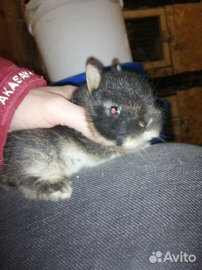 Кролик карлик