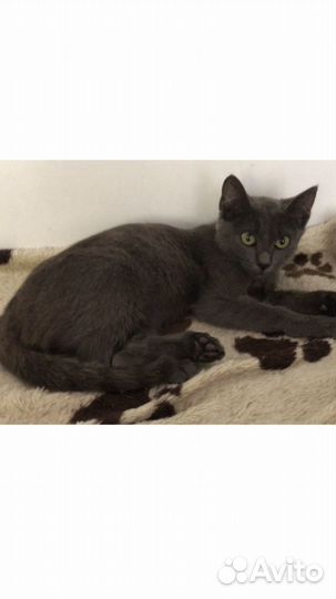 Котенок -девочка