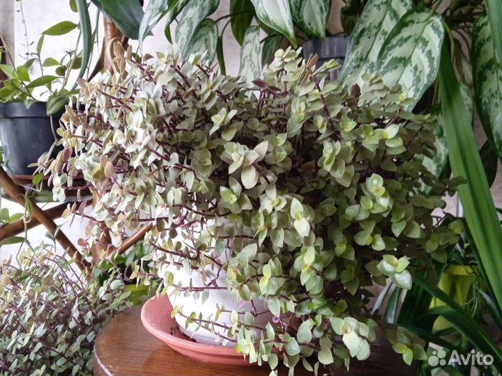 Коллизия жёлтая большие кустики