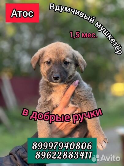 Щенки