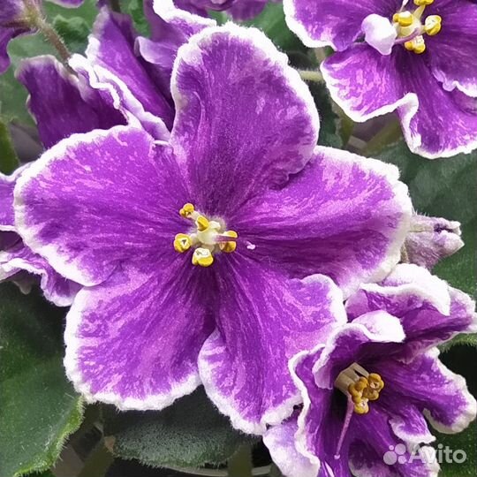 Сортовые фиалки